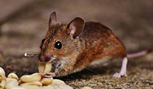 24 Hour & Emergency Exterminators in Conneaut Twp, PA